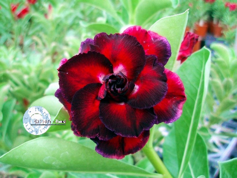 Adenium Obesum KO_ebay34 Seeds – adenium.com.tw online store