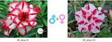 Adenium obesum KO_ebay35 x 115 ( ♂x♀ Pollination seeds)