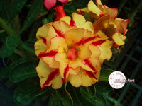 You are purchasing fresh seeds of Adenium KO_ebay37