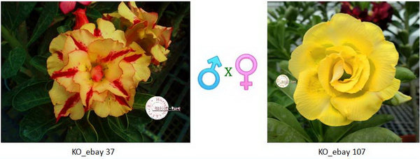 Adenium obesum KO_ebay37 x 107 ( ♂x♀ Pollination seeds)