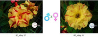 Adenium obesum KO_ebay37 x 26 ( ♂x♀ Pollination seeds)