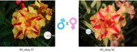 Adenium obesum KO_ebay37 x 56 ( ♂x♀ Pollination seeds)