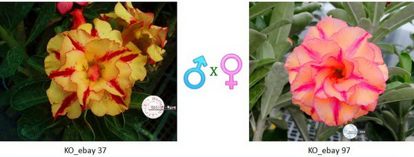 Adenium obesum KO_ebay37 x 97 ( ♂x♀ Pollination seeds)