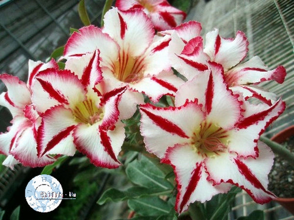 You are purchasing fresh seeds of Adenium KO_ebay38