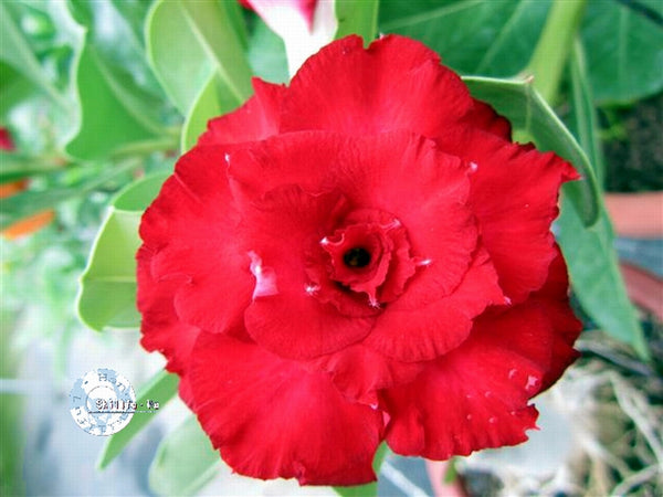 You are purchasing fresh seeds of Adenium KO_ebay39