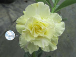 You are purchasing fresh seeds of Adenium KO_ebay41