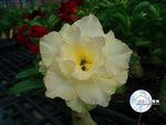 You are purchasing fresh seeds of Adenium KO_ebay44