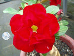 You are purchasing fresh seeds of Adenium KO_ebay45