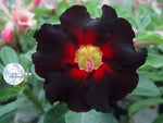 You are purchasing fresh seeds of Adenium KO_ebay47