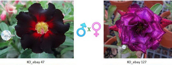 Adenium obesum KO_ebay47 x 127 ( ♂x♀ Pollination seeds)