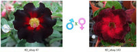 Adenium obesum KO_ebay47 x 143 ( ♂x♀ Pollination seeds)