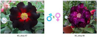 Adenium obesum KO_ebay47 x 86 ( ♂x♀ Pollination seeds)