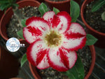 You are purchasing fresh seeds of Adenium KO_ebay48