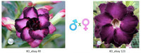 Adenium obesum KO_ebay49 x 123 ( ♂x♀ Pollination seeds)