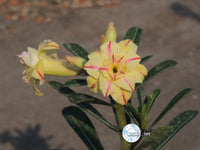 You are purchasing fresh seeds of Adenium KO_ebay50