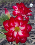 You are purchasing fresh seeds of Adenium KO_ebay52