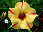 You are purchasing fresh seeds of Adenium KO_ebay53