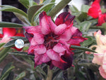 You are purchasing fresh seeds of Adenium KO_ebay54