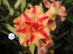 You are purchasing fresh seeds of Adenium KO_ebay56