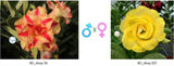 Adenium obesum KO_ebay56 x 107 ( ♂x♀ Pollination seeds)