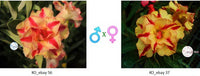 Adenium obesum KO_ebay56 x 37 ( ♂x♀ Pollination seeds)