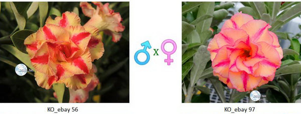 Adenium obesum KO_ebay56 x 97 ( ♂x♀ Pollination seeds)