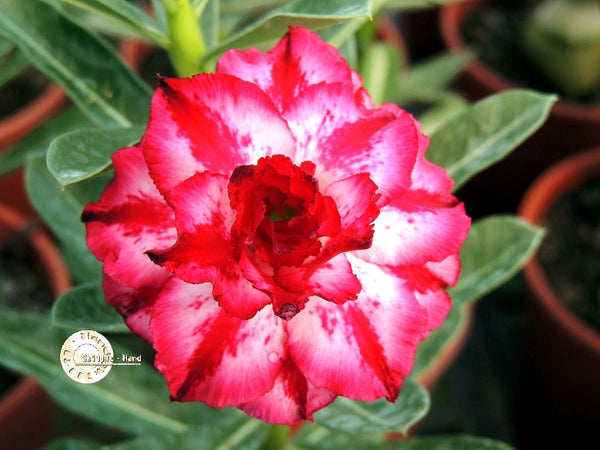 You are purchasing fresh seeds of Adenium KO_ebay58