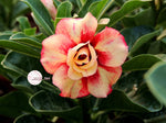 You are purchasing fresh seeds of Adenium KO_ebay59