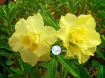 You are purchasing fresh seeds of Adenium KO_ebay60