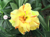 You are purchasing fresh seeds of Adenium KO_ebay61