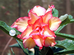 You are purchasing fresh seeds of Adenium KO_ebay63