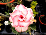 You are purchasing fresh seeds of Adenium KO_ebay64