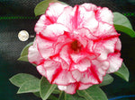 You are purchasing fresh seeds of Adenium KO_ebay66