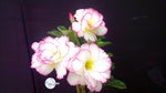 You are purchasing fresh seeds of Adenium KO_ebay68