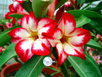 You are purchasing fresh seeds of Adenium KO_ebay69