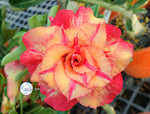 You are purchasing fresh seeds of Adenium KO_ebay70