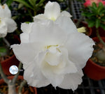 You are purchasing fresh seeds of Adenium KO_ebay71