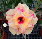 You are purchasing fresh seeds of Adenium KO_ebay72