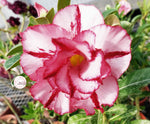 You are purchasing fresh seeds of Adenium KO_ebay73