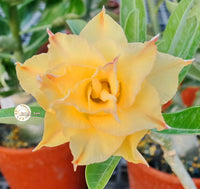 You are purchasing fresh seeds of Adenium KO_ebay74