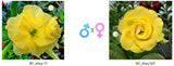 Adenium obesum KO_ebay77 x 107 ( ♂x♀ Pollination seeds)
