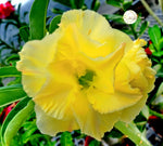 You are purchasing fresh seeds of Adenium KO_ebay77