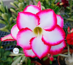 You are purchasing fresh seeds of Adenium KO_ebay80