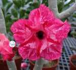 You are purchasing fresh seeds of Adenium KO_ebay81