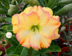 You are purchasing fresh seeds of Adenium KO_ebay82