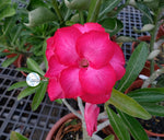 You are purchasing fresh seeds of Adenium KO_ebay83