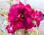 You are purchasing fresh seeds of Adenium KO_ebay84