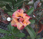 You are purchasing fresh seeds of Adenium KO_ebay85