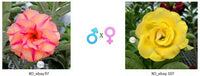Adenium obesum KO_ebay97 x 107 ( ♂x♀ Pollination seeds)