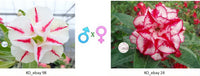 Adenium obesum KO_ebay98 x 24 ( ♂x♀ Pollination seeds)